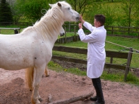 Erste Hilfe Pferd  